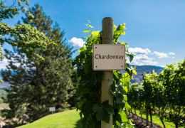 I vitigni dimenticati della Champagne: la rinascita dell'Arbane e del Pinot Gris