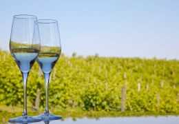 La guida allo Champagne vegano: certificazioni, produzione e selezione