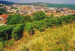 Cambiamento climatico: come i viticoltori della Champagne adattano i vitigni